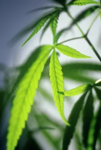 Issues: Cannabis