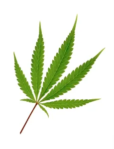 Issues: Cannabis
