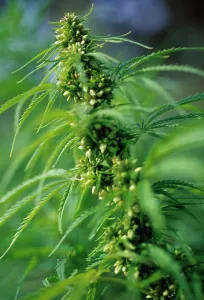 Issues: Cannabis