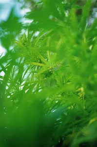 Issues: Cannabis