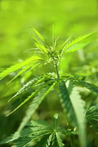 Ganja: Cannabis, Hemp
