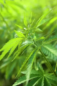 Ganja: Cannabis, Hemp