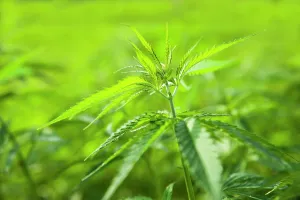 Ganja: Cannabis, Hemp