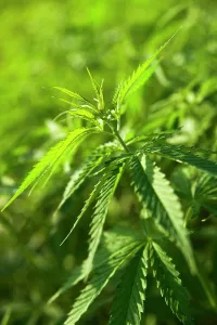 Marijuana: Cannabis, Hemp