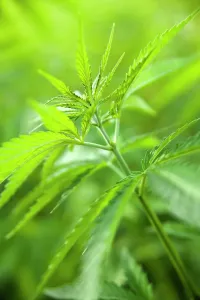 Marijuana: Cannabis, Hemp
