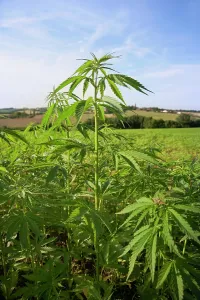 Marijuana: Cannabis, Hemp