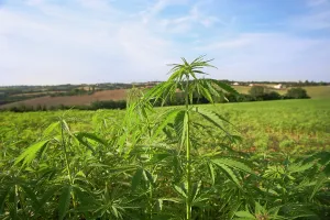 Marijuana: Cannabis, Hemp