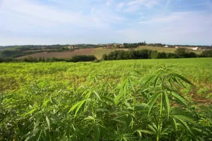 Marijuana: Cannabis, Hemp