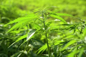 Marijuana: Cannabis, Hemp