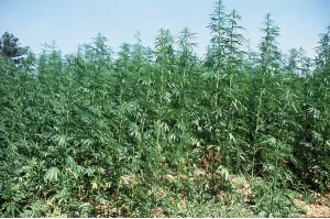 Plantations: CANNABIS / HEMP - Legal Crop