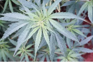 Cannabis: CANNABIS - hemp plant