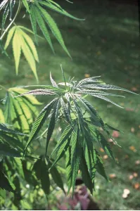 Elizabeth Bomford: CANNABIS PLANT