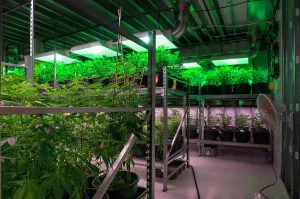 Adventitious: Cannabis plants carefully grown for marijuana dispensary
