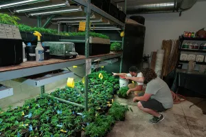 Adventitious: Cannabis plants carefully grown for marijuana dispensary