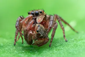 Cannibalism: Cannibalism of jumping spider. Female (Hasarius