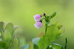David Chapman: Cannock Chase Berry - Hybrid - Staffordshire - UK