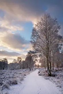 Lanes: Cannock Chase on a snowy winters morning January