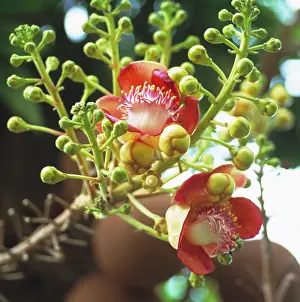 Guianensis: Cannon ball tree