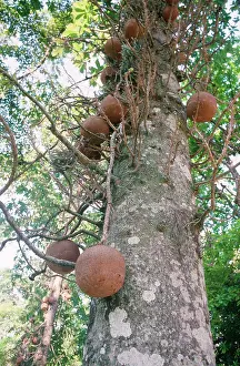 Guianensis: Cannonball Tree