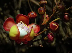 Guianensis: Cannonball Tree (Couroupita guianensis) flowering