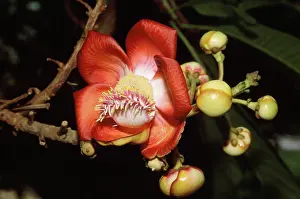 Guianensis: CANNONBALL Tree Flower