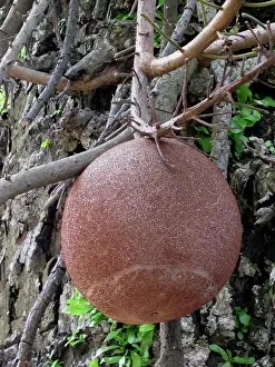 Guianensis: Cannonball Tree. native to the tropical forests