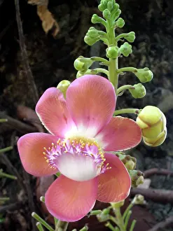Guianensis: Cannonball Tree. native to the tropical forests