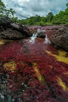 Meta: Cano Cristales, river with endemic red water plant