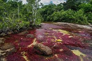 Meta: Cano Cristales, river with endemic red water plant