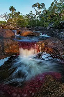 Meta: Cano Cristales, river with endemic red water plant