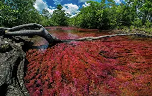 Meta: Cano Cristales, river with endemic red water plant