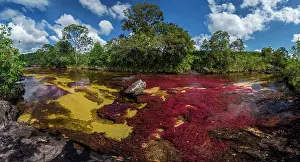 Meta: Cano Cristales, river with endemic red water plant