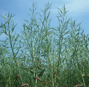 Seedpod: Canola