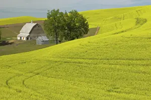 Canola: Canola Farm