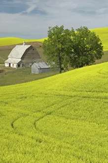 Canola: Canola Farm