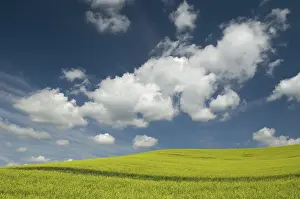 Canola: Canola Field