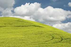 Idaho: Canola Field