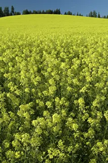 Canola: Canola Field