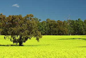 Canola: Canola field near Bannister, just south