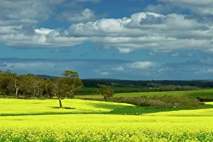 Canola: Canola field near Perth, Western Australia