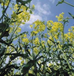 Rapeseed: Canola flowers