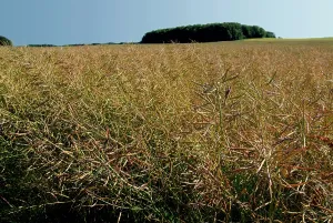 Oilseed: Canola or Rapeseed Field