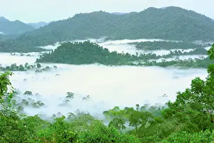 Habtiat: Canopy of lowland rainforest at dawn with fog -