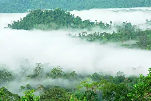 Habtiat: Canopy of lowland rainforest at dawn with fog