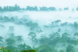 Habtiat: Canopy of lowland rainforest at dawn with fog