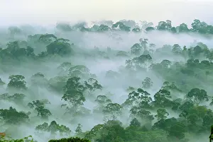 Habtiat: Canopy of lowland rainforest at dawn with fog