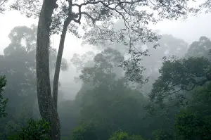 Primary: The canopy of a primary rainforest in the mist