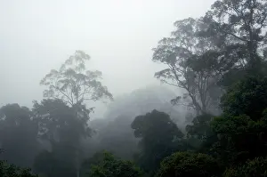 Primary: The canopy of a primary rainforest in the mist at dawn