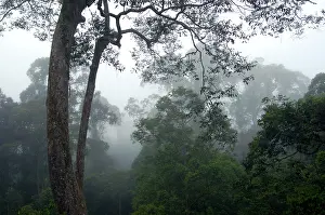 Primary: The canopy of a primary rainforest in the mist at dawn
