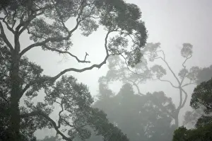 Primary: A canopy of primary rainforest in a rainy and misty day